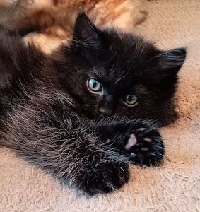 Myydään maine coon-mix tyttöpentu (3 valokuva sivusta 9)