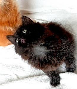 Myydään maine coon-mix tyttöpentu (5 valokuva sivusta 9)
