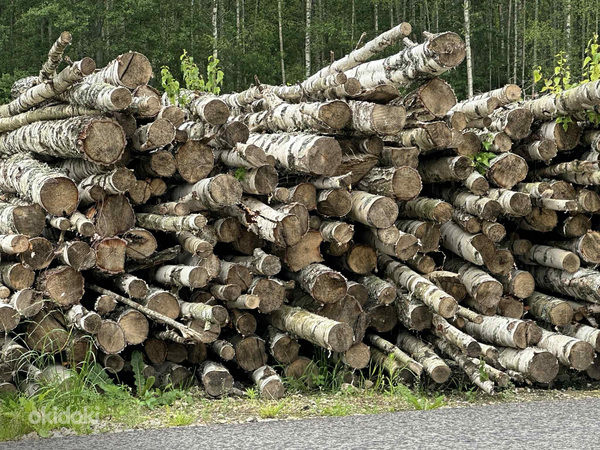 Продаю дрова березы