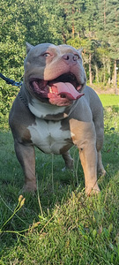 American bully (2 valokuva sivusta 2)