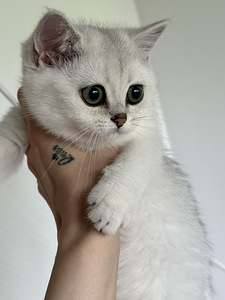 Британский котенок (2 фото из 9)