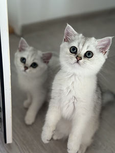 Британский котенок (3 фото из 9)