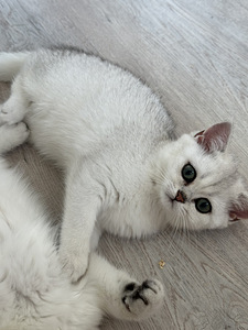 Британский котенок (4 фото из 9)
