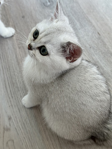 Британский котенок (5 фото из 9)