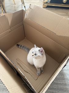 Lumi -scottish straight (2 valokuva sivusta 7)