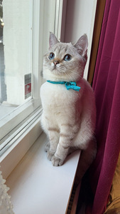 Lumi -scottish straight (3 valokuva sivusta 7)