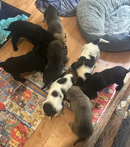 Pittbull & Cane Corso mix pentuja (2 valokuva sivusta 8)