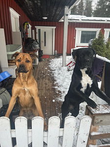 Pittbull & Cane Corso mix pentuja (8 valokuva sivusta 8)