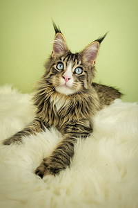 Maine Coon kass kassid kassipoeg kassipojad (1 foto / 2)