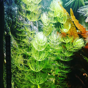Роголистник Ceratophyllum (3 фото из 3)