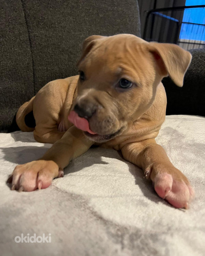 Pārdodu labās rokās