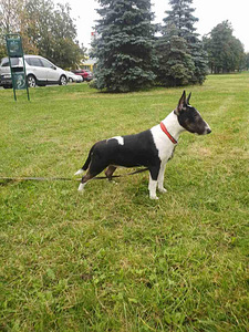 Kaabus bullterrier (1 foto / 3)