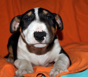 Kutsikad Kaabus bullterrier (1 foto / 3)