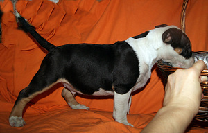 Kutsikad Kaabus bullterrier (2 foto / 3)