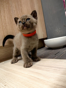 Birma (2 foto / 6)