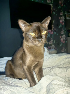 Birma (5 foto / 6)
