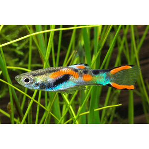 Endler's guppid ära anda lastele midagi magusa vastu