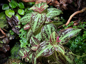 Taimed terraariumisse, florariumisse ja paludaariumisse (2 foto / 10)