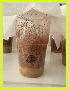 Mitte-lendav äädikakärbes eluskööt roomajatele ja putukatele (2 foto / 2)