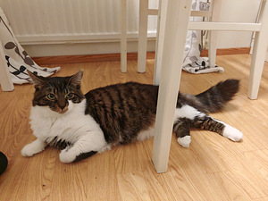 Maatiais kissat etsivät kotia (4 valokuva sivusta 7)