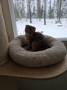 Söpöliinit (3 valokuva sivusta 3)