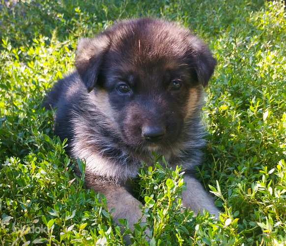 Цуценята німецької вівчарки