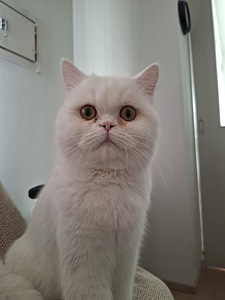 Persialainen/scottishfold mix uros (1 valokuva sivusta 2)