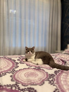 British Shorthair kissa (3 valokuva sivusta 10)