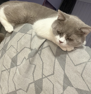 British Shorthair kissa (5 valokuva sivusta 10)
