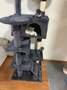 British Shorthair kissa (7 valokuva sivusta 10)