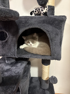 British Shorthair kissa (8 valokuva sivusta 10)