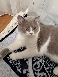 British Shorthair kissa (10 valokuva sivusta 10)