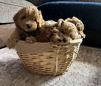 Maltipoo-pennut