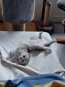 Sekärotuinen harmaa tyttö pentu (3 valokuva sivusta 9)