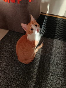 Luovutusikäinen poika (4 valokuva sivusta 5)