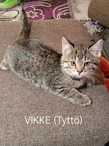 Kissanpennut (1 valokuva sivusta 9)