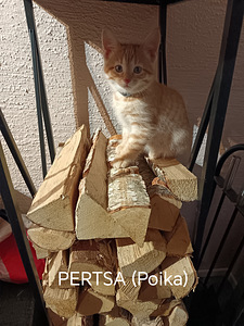 Kissanpennut (7 valokuva sivusta 9)