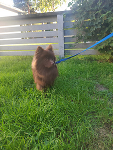 Pomeranian uros (3 valokuva sivusta 3)