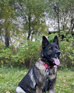 Sijoitetaan saksanpaimenkoira 6 vuotias narttu (1 valokuva sivusta 1)