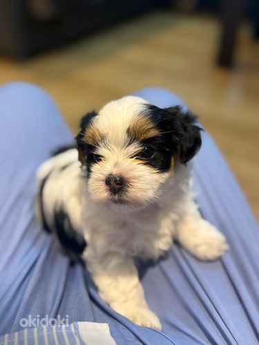 Pārdodu 3 Bīver Jorkšīras kucēnus dz 4.07.25