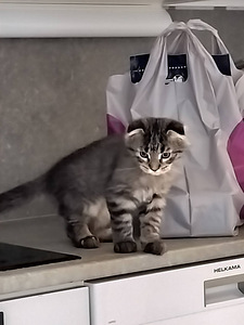 Kissanpentu etsii uutta kotia (1 valokuva sivusta 6)