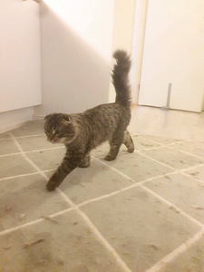 Kissanpentu etsii uutta kotia (5 valokuva sivusta 5)