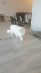 Kauniit valkoiset kissat (3 valokuva sivusta 10)