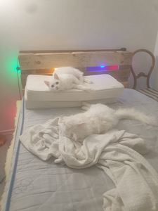 Suloiset kissat (2 valokuva sivusta 9)