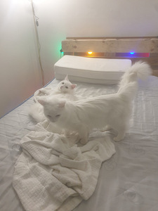 Suloiset kissat (8 valokuva sivusta 9)