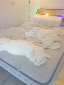 Suloiset kissat (9 valokuva sivusta 9)