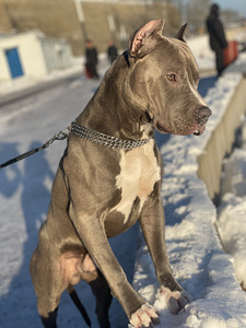 Pitbull aretuseks (4 foto / 4)