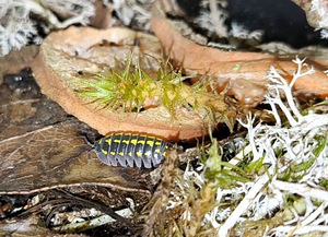 Armadillidium gestroi kakand (4 foto / 5)