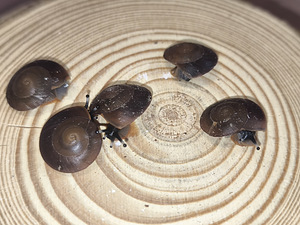 Pleurodonte exellence (10 foto / 10)
