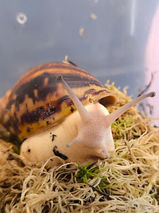 Archachatina marginata ovum акромеланический тип B